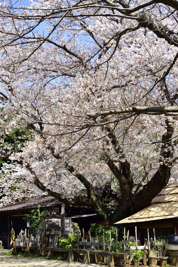 桜満開