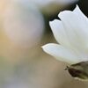 華やか