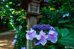 香取神宮　境内の紫陽花
