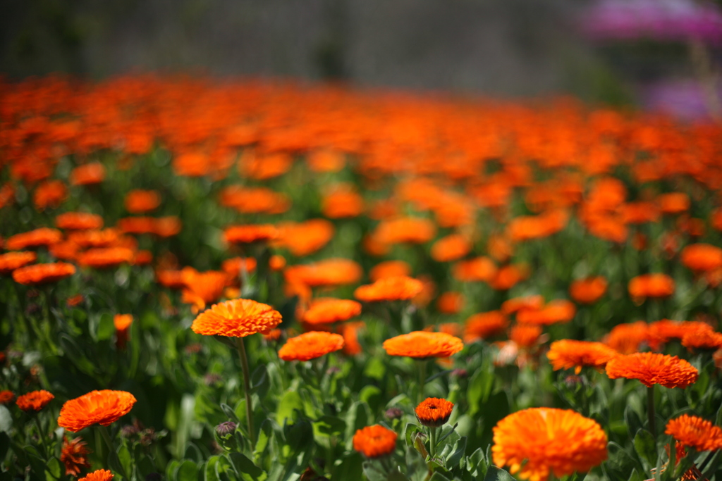 天空の花畑　Ⅲ