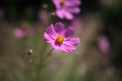 路傍の花