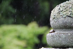 雨の日