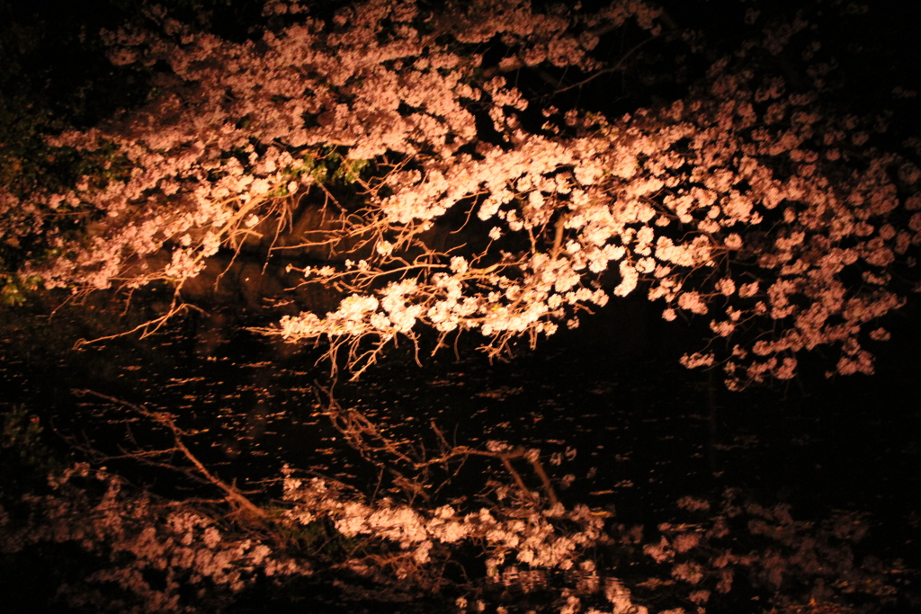 夜桜Ⅰ