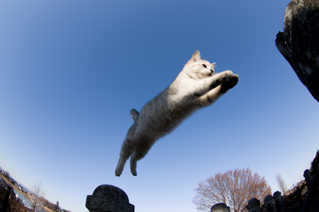 冬の空