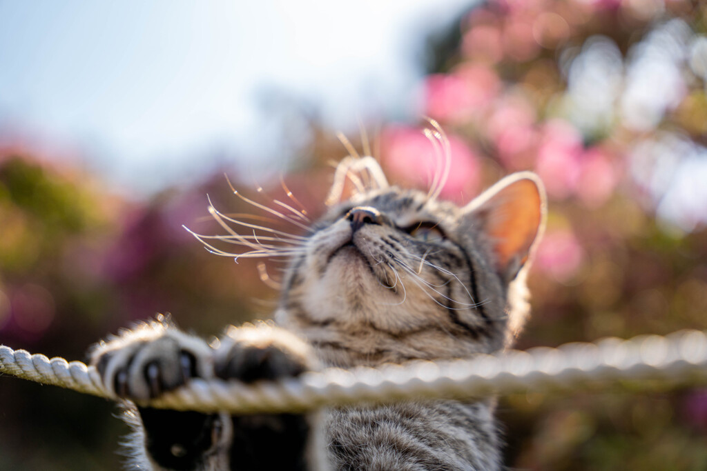 退屈な猫