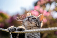 退屈な猫