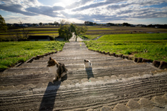 Cat road 