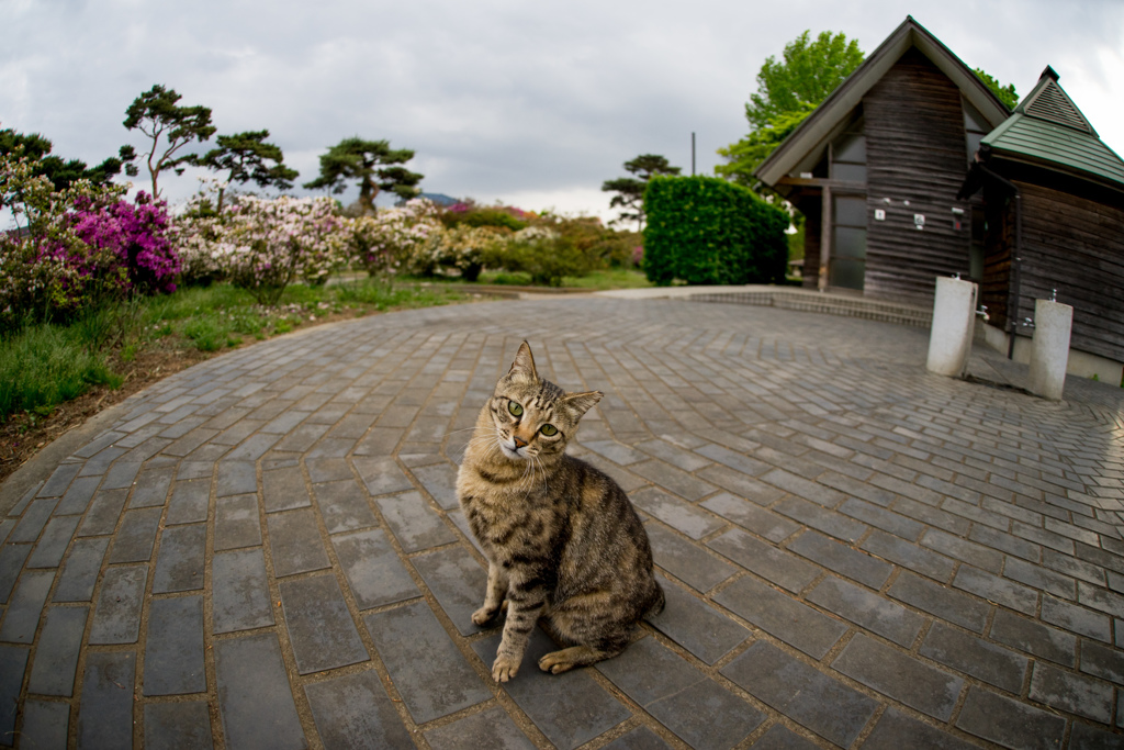 明日の天気があやしいにゃん