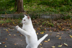 拍手
