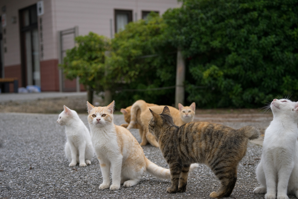 ミーティング