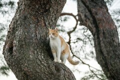 じっと待つ（松）