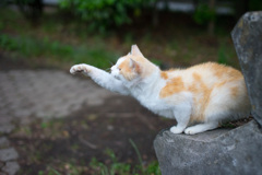 鶴の舞