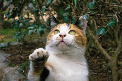 招き猫