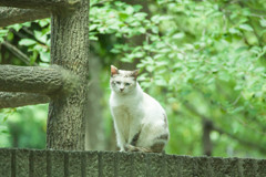 リラックニャン