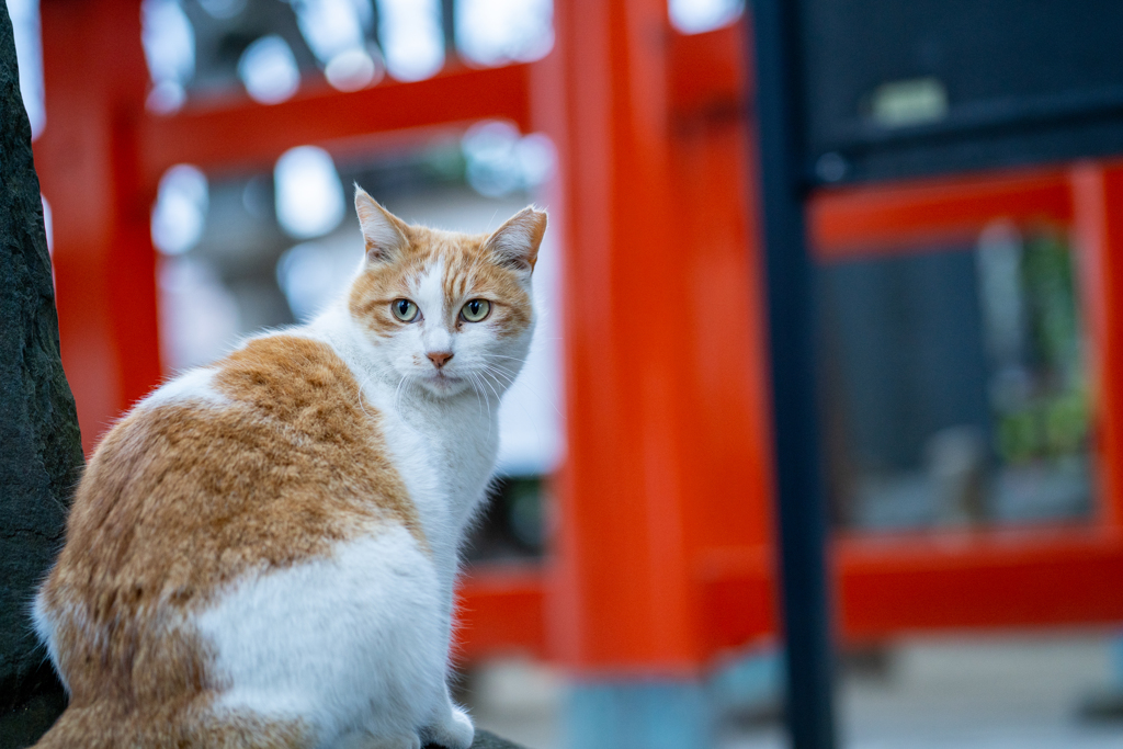 猫の日