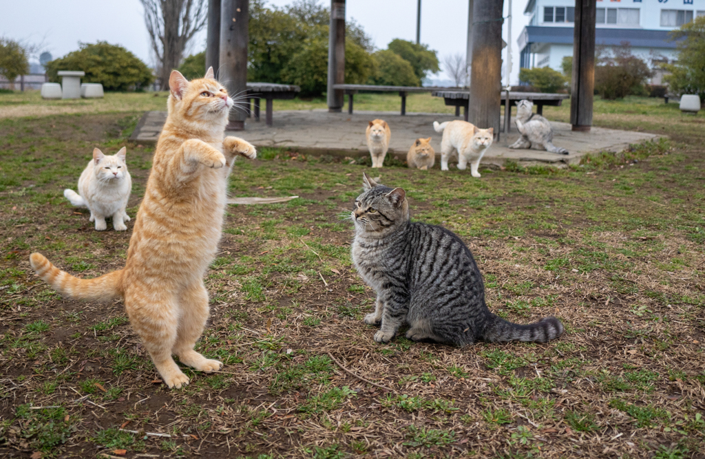 お遊戯会