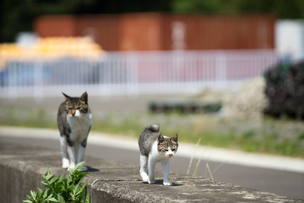 夏の散歩道