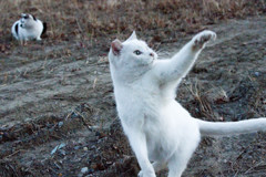 こっちだニャン