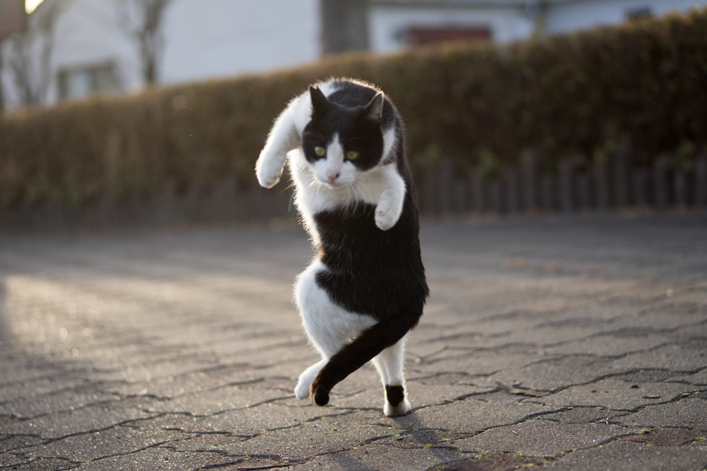 半ひねり