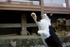 猫4-2