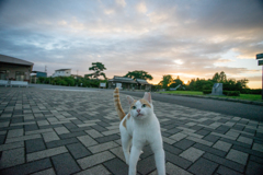 夕暮れ