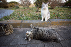 猫それぞれ