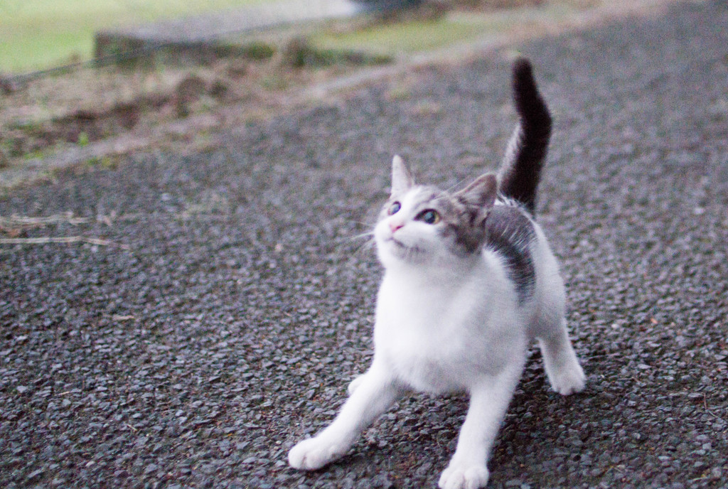 チョンマゲ尻尾