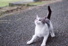 チョンマゲ尻尾