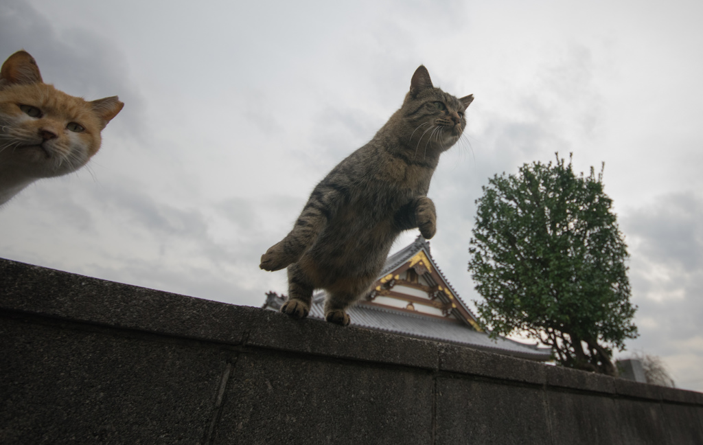 写りたいにゃん