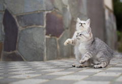 じゃまだにゃ