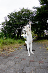 ハイジャンプ