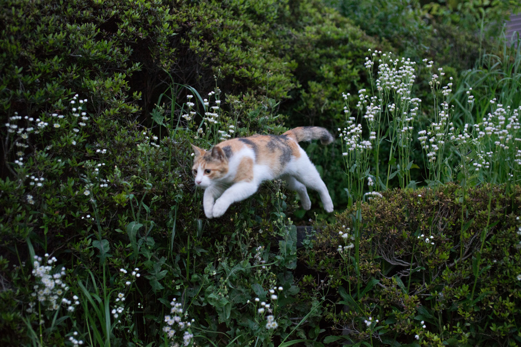 三毛猫の野望２