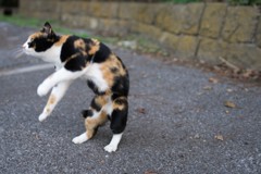 刀
