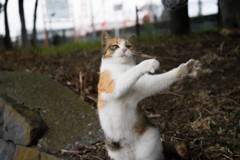 ニャンコすたあ