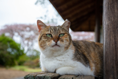 三毛猫のちくわ