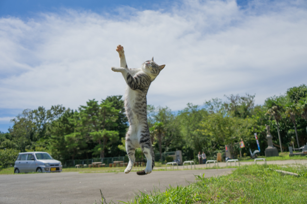 島の猫３－３