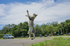 島の猫３－３