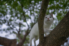 退屈だニャー