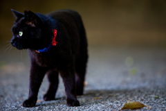 神社の黒猫