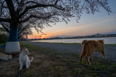 沈む夕日