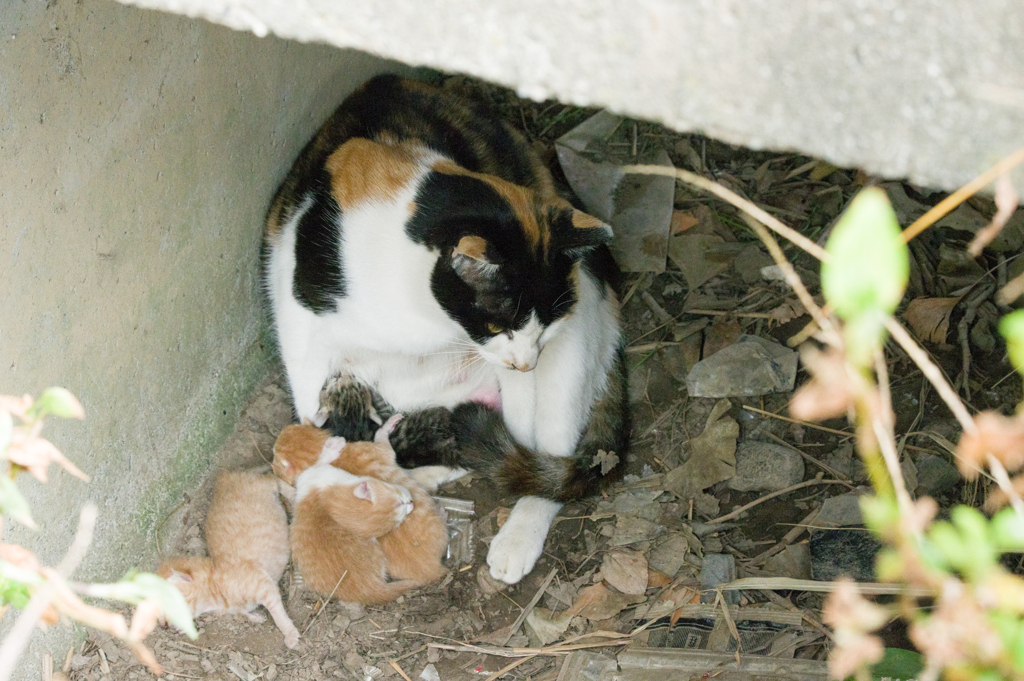生まれたて