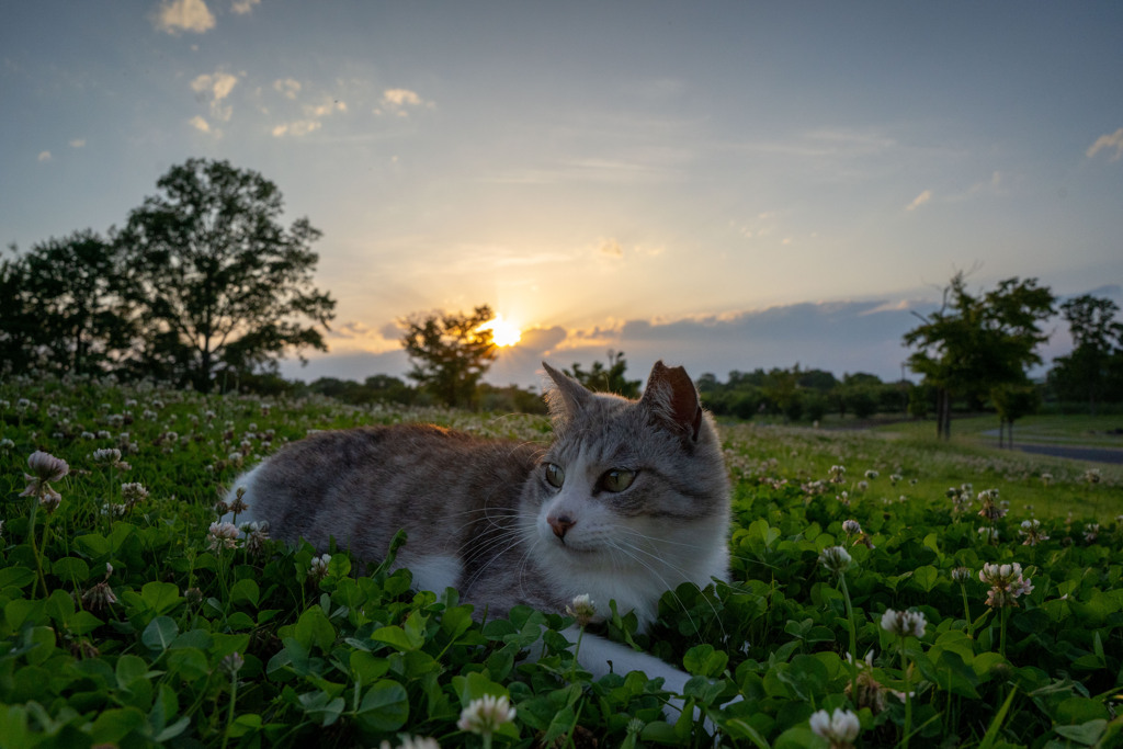 マイ・ホームタウン