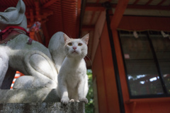 マネするニャン
