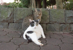 なかよし２