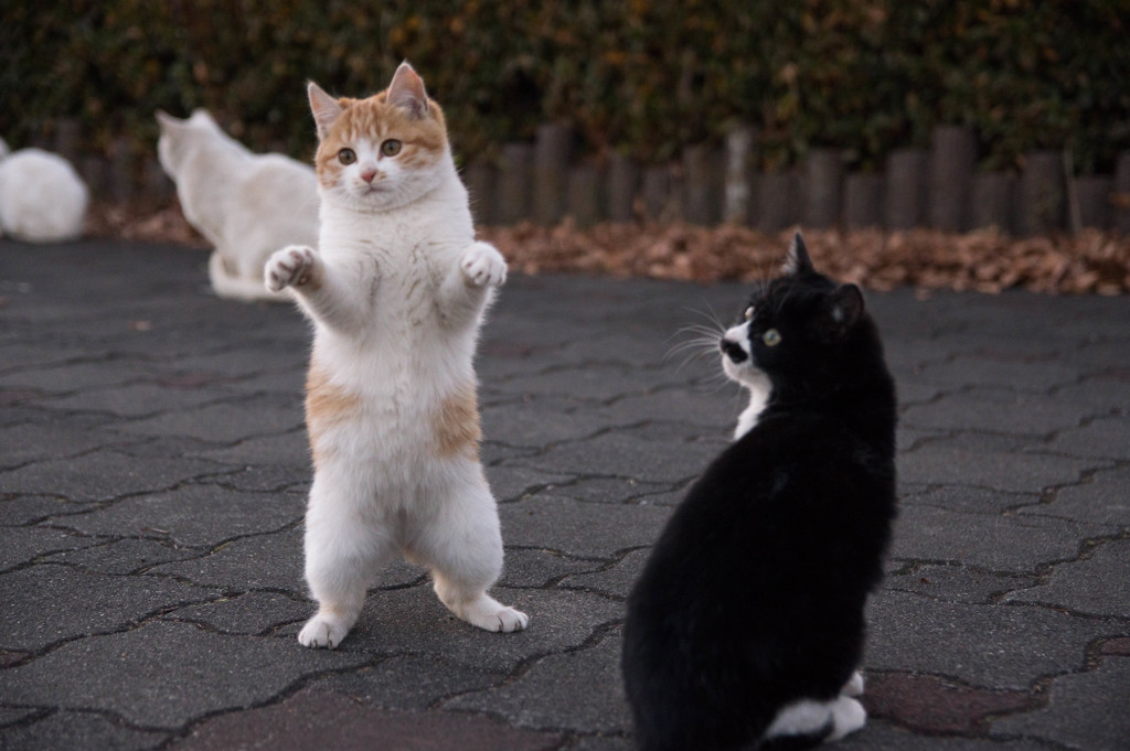 ちびねこ