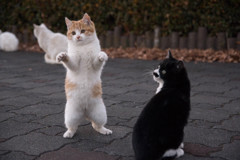 ちびねこ