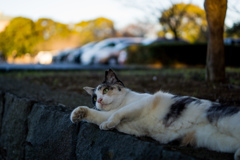 おひるね
