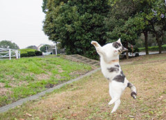 ぴょん