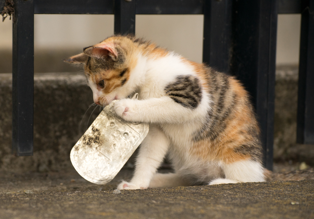 ãç«ã«å°å¤ãã®ç»åæ¤ç´¢çµæ