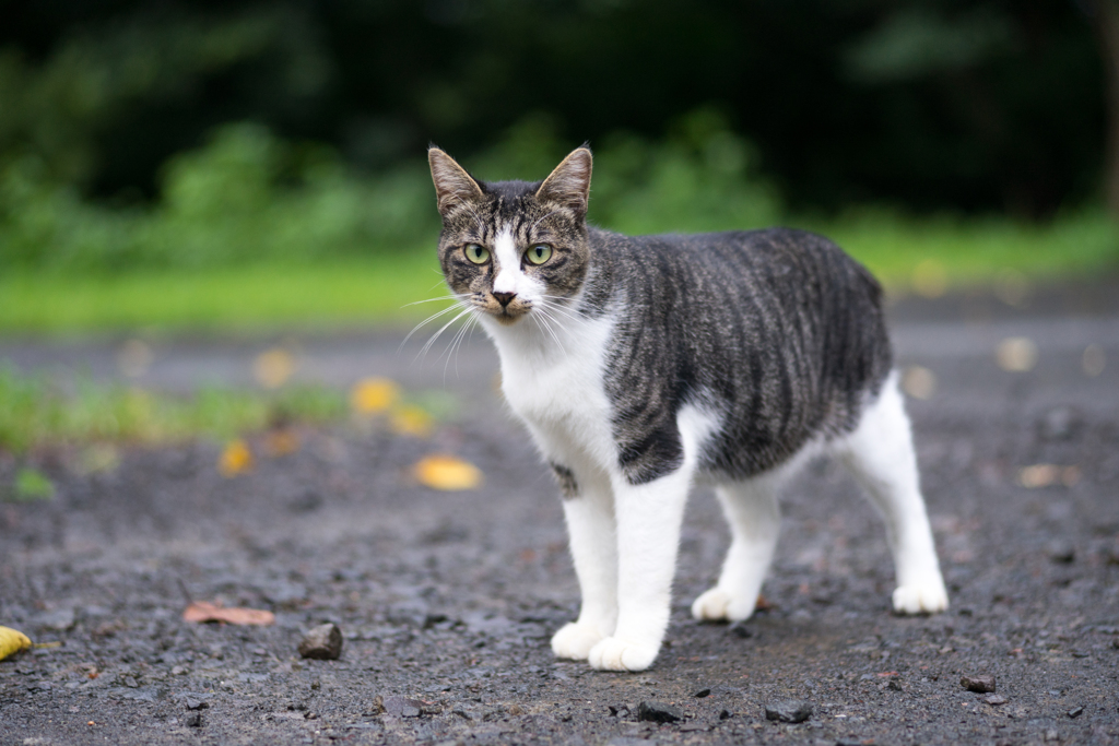 雨上がりの公園にて